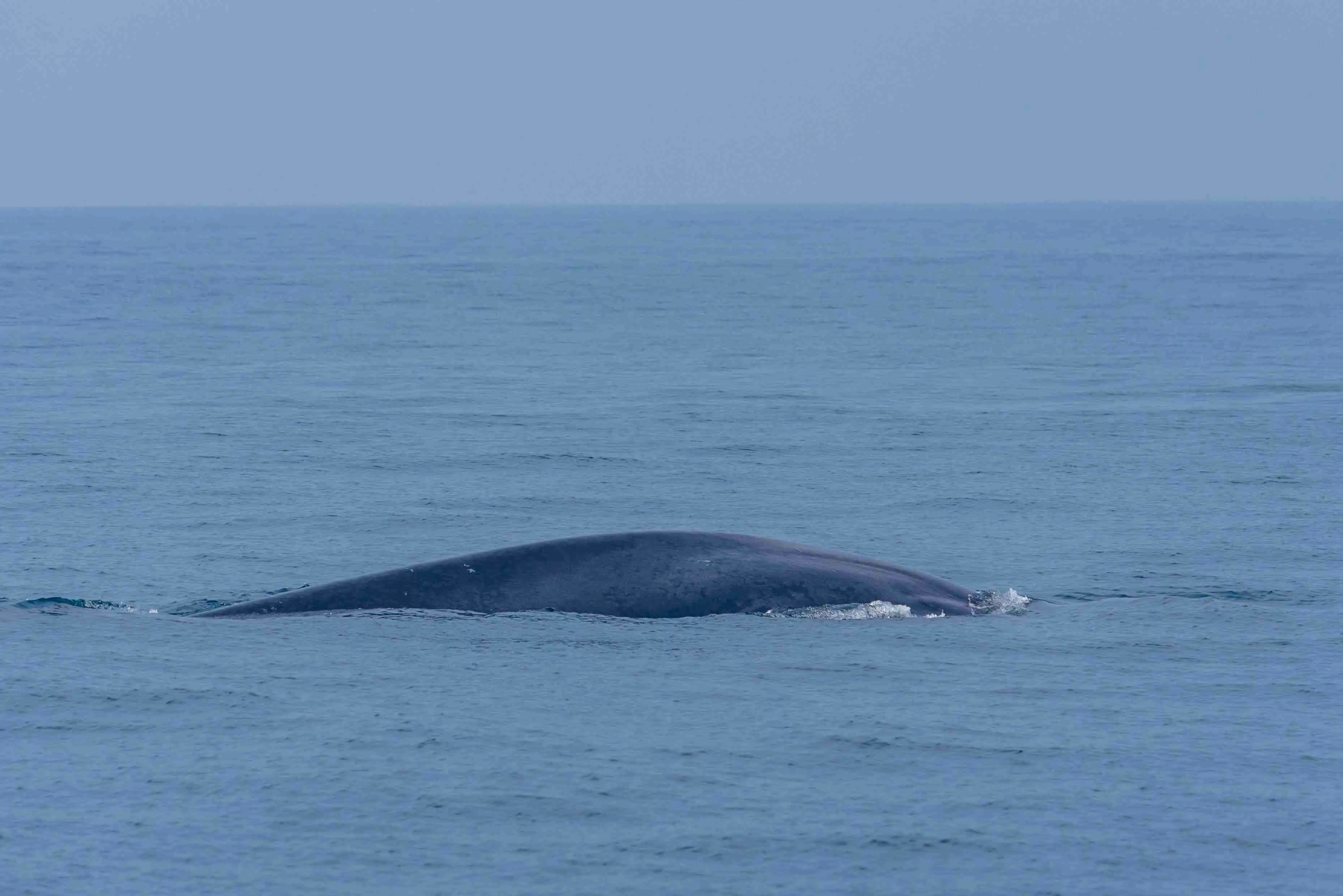 Whale