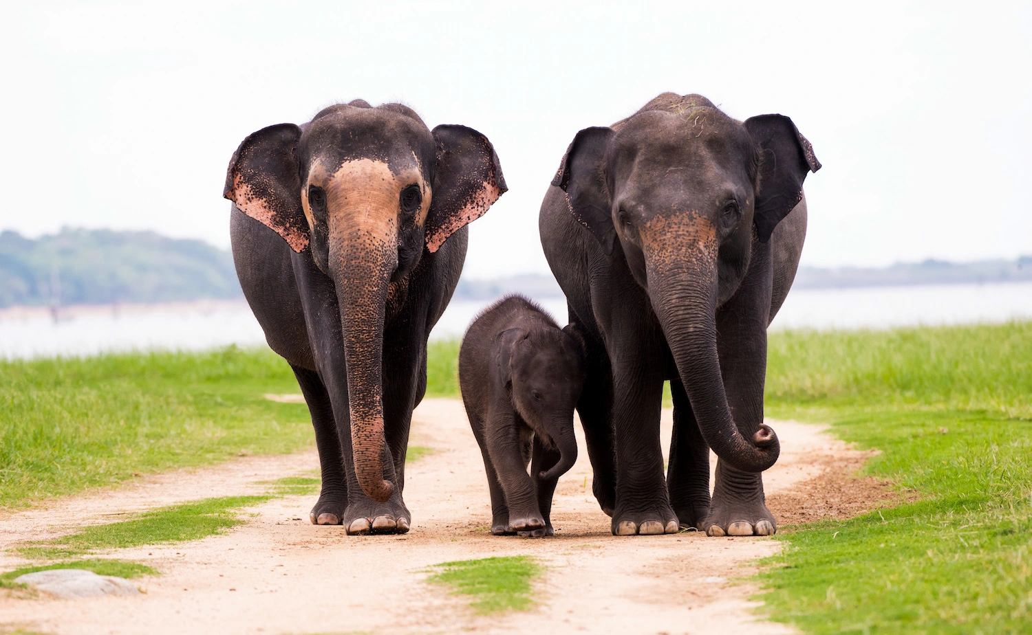 Sri Lanka Wildlife Background